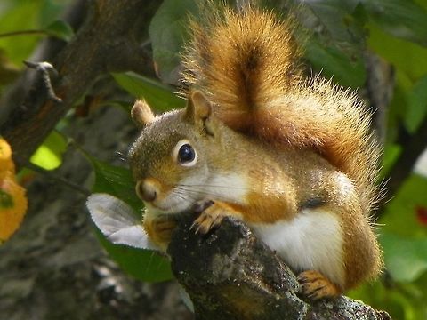 Red Squirrel Waiting for a chance to get to the bird feeder. American red squirrel,Red Squirrel,Tamiasciurus hudsonicus