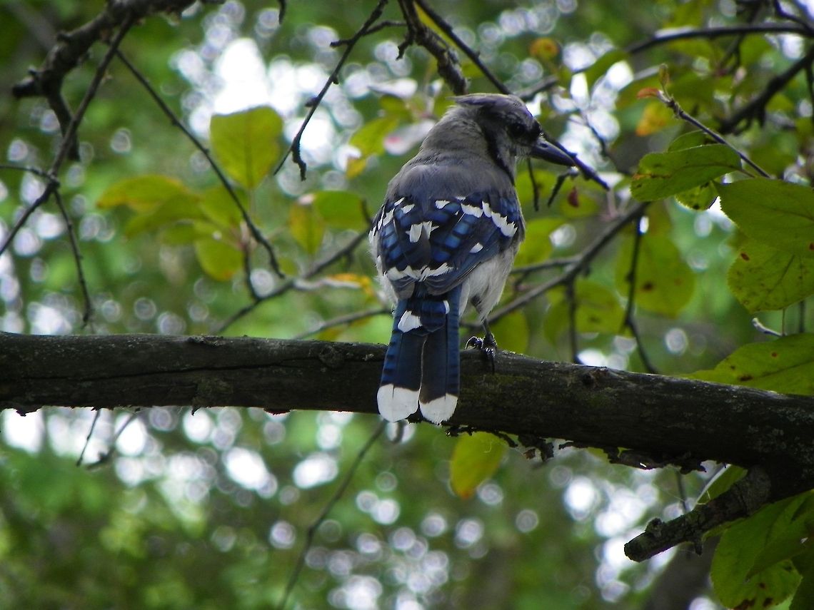 Blue Jay Beautiful markings. Blue jay,Cyanocitta cristata