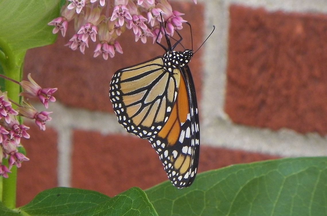 Monarch Butterfly  Danaus plexippus,Monarch