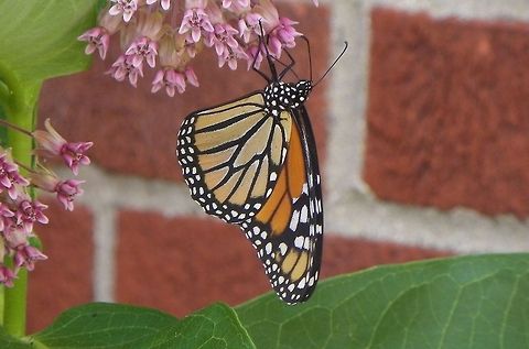 Monarch Butterfly  Danaus plexippus,Monarch