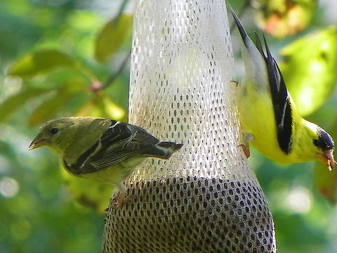 Mister and Missus They love their thistle seed. American Goldfinch,American goldfinch,Birds,Carduelis tristis,Spinus tristis