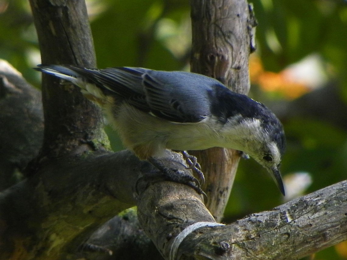 White-breasted Nuthatch  Sitta carolinensis,White-breasted Nuthatch