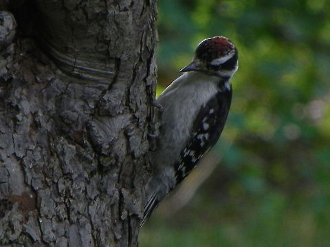 Why so Serious>???  Downy Woodpecker,Downy woodpecker,Dryobates pubescens,Picoides pubescens