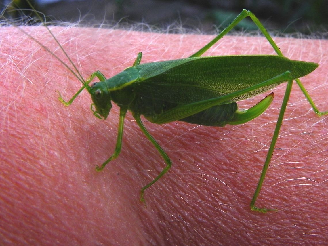 Katydid Nymph  Giant Katydid,Stilpnochlora couloniana