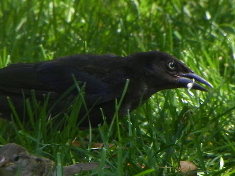 I've Got My Eye on You  American Crow,Corvus brachyrhynchos