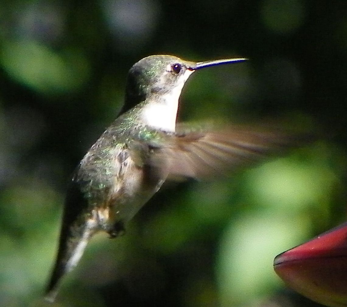 Ruby Throated Hummingbird - Female  Ruby-throated hummingbird