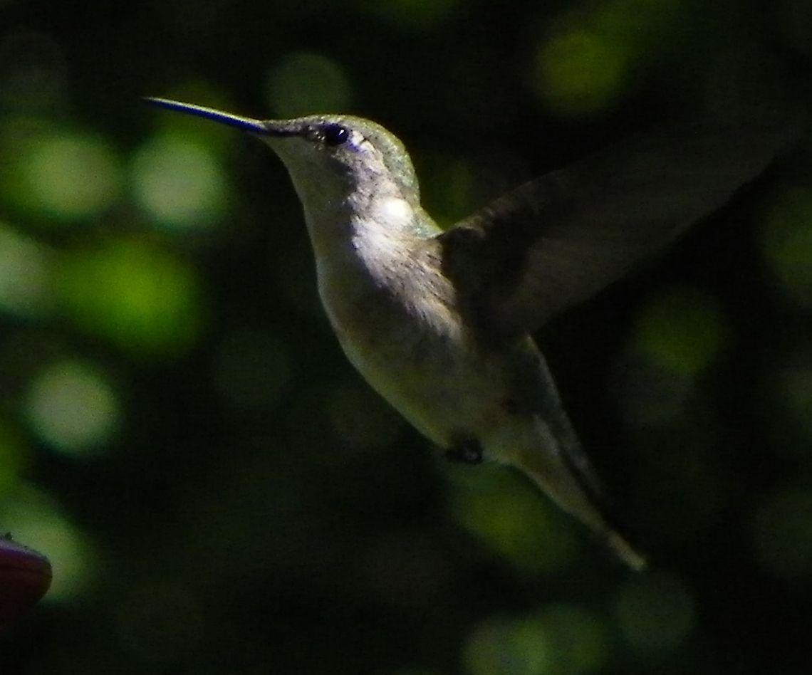 Ruby Throated Hummingbird - Female  Archilochus colubris,Ruby-throated hummingbird