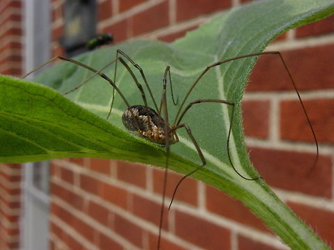 Harvestman - Daddy Longlegs  Daddy longlegs,Geotagged,Phalangium opilio,United States