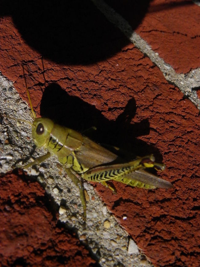 Differential Grasshopper  Differential grasshopper,Geotagged,Melanoplus differentialis,United States