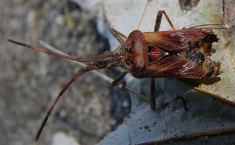 Western Conifer Seed Bug Through my own research I discovered that this insect arrived in Michigan during the 1990's. Geotagged,Leptoglossus occidentalis,United States,Western conifer seed bug