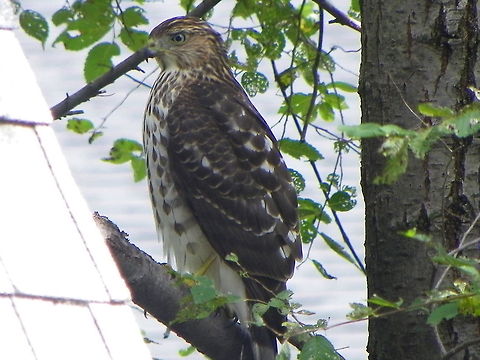 Cooper's Hawk I was pleasantly surprised when this bird arrived in my backyard.  He landed on a low branch and had all the chickadees and sparrows squawking and running for the hills, or in this case, flying.  Accipiter cooperii,Coopers Hawk,Geotagged,United States