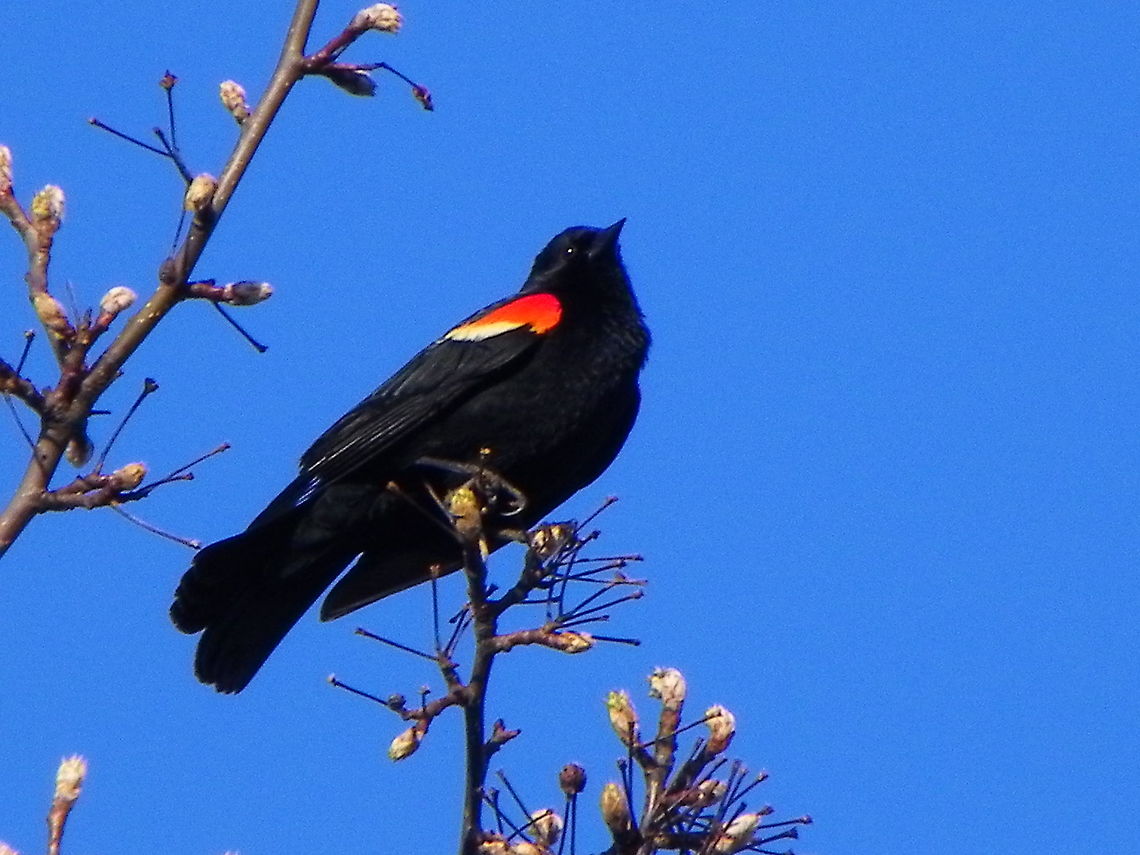 Red winged blackbird April 17, 2015 Agelaius phoeniceus,Red-winged Blackbird,Red-winged blackbird,Redwing
