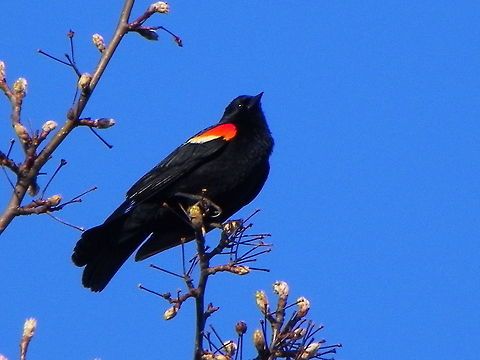 Red winged blackbird April 17, 2015 Agelaius phoeniceus,Red-winged Blackbird,Red-winged blackbird,Redwing