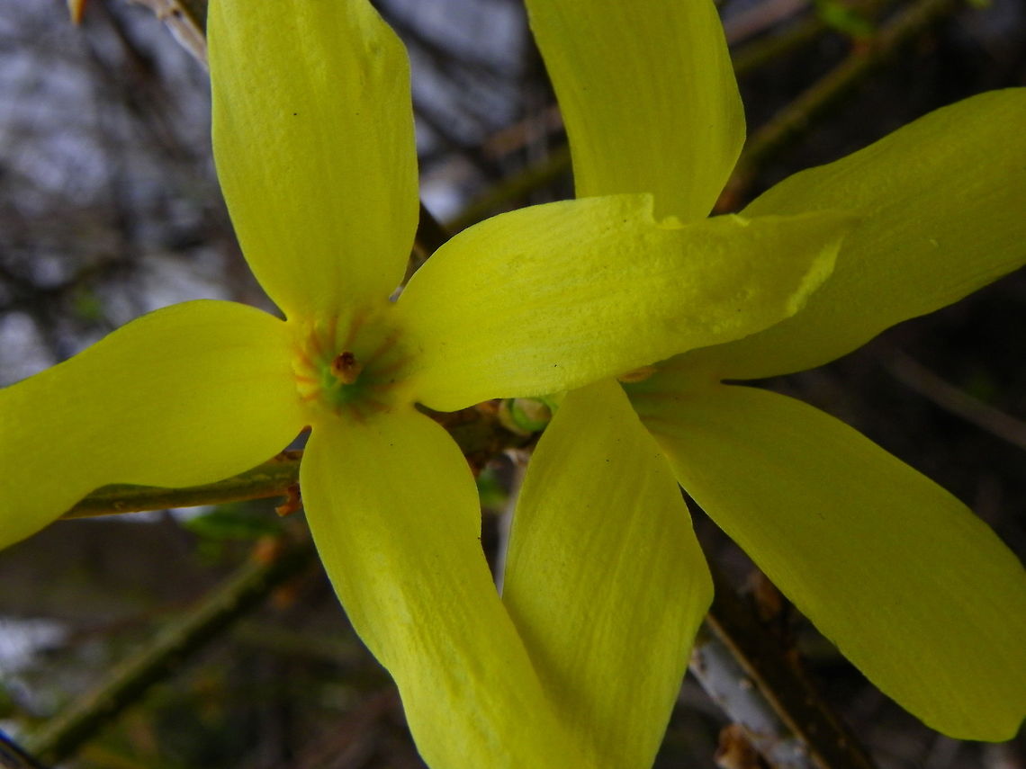 Forsythia  Forsythia suspensa,Forsythia × intermedia