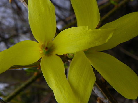 Forsythia  Forsythia suspensa,Forsythia × intermedia