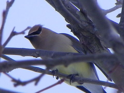 Bohemian Waxwing  Bohemian Waxwing,Bombycilla cedrorum,Bombycilla garrulus,Cedar Waxwing