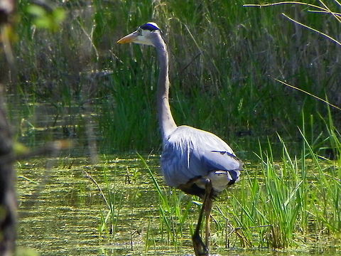 102_8580  Ardea herodias,Great Blue Heron
