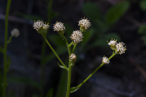 racemose pussytoes racemose pussytoes
 Antennaria racemosa,Geotagged,Racemose pussytoes,Spring,United States
