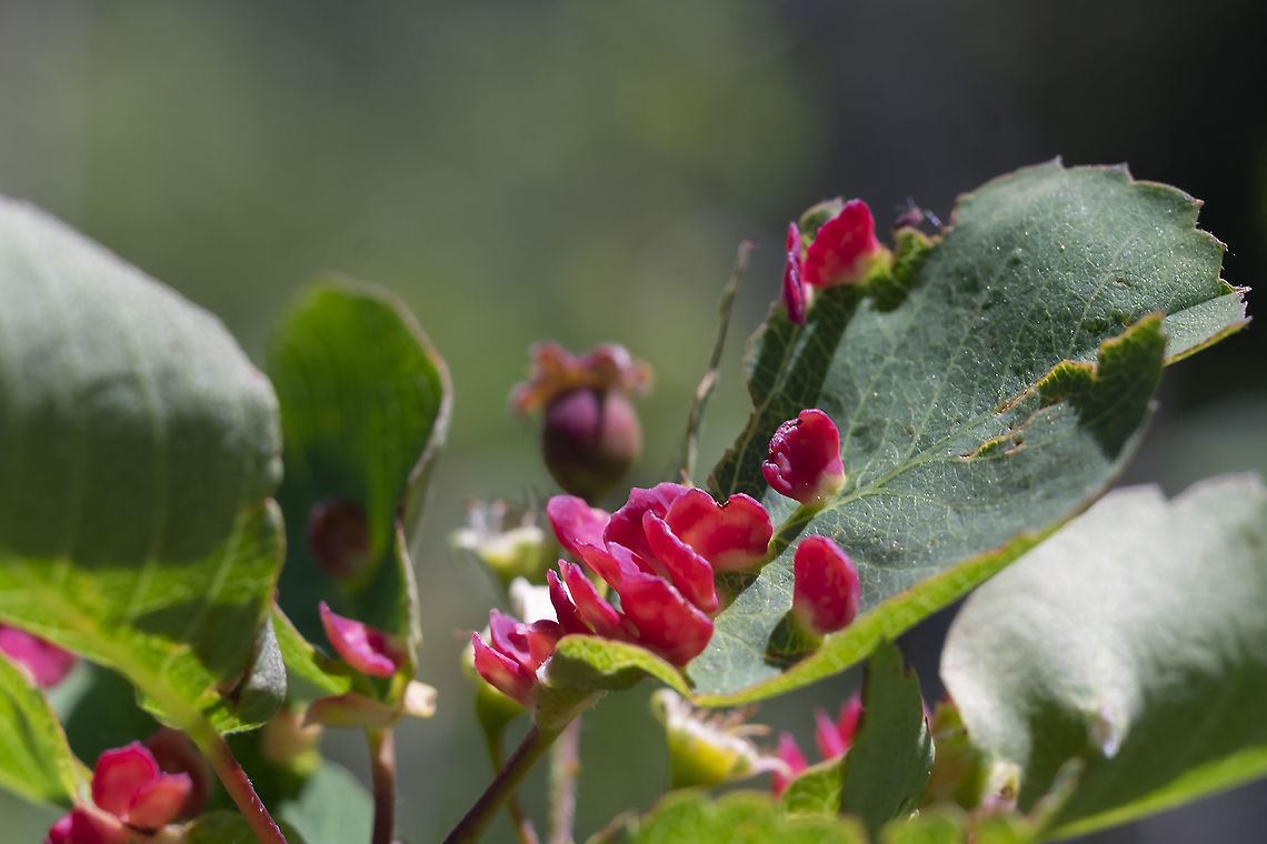 Petal like leaf galls Blaesodiplosis sp. gall mites cool little red leaf galls on (I believe) serviceberry leaves Geotagged,Spring,United States