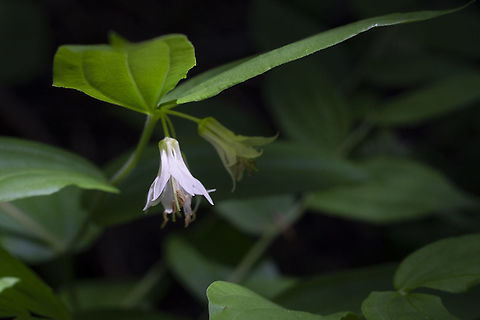 Hooker's Fairy Bells Hooker's Fairy Bells Drops of gold,Geotagged,Prosartes hookeri,Spring,United States