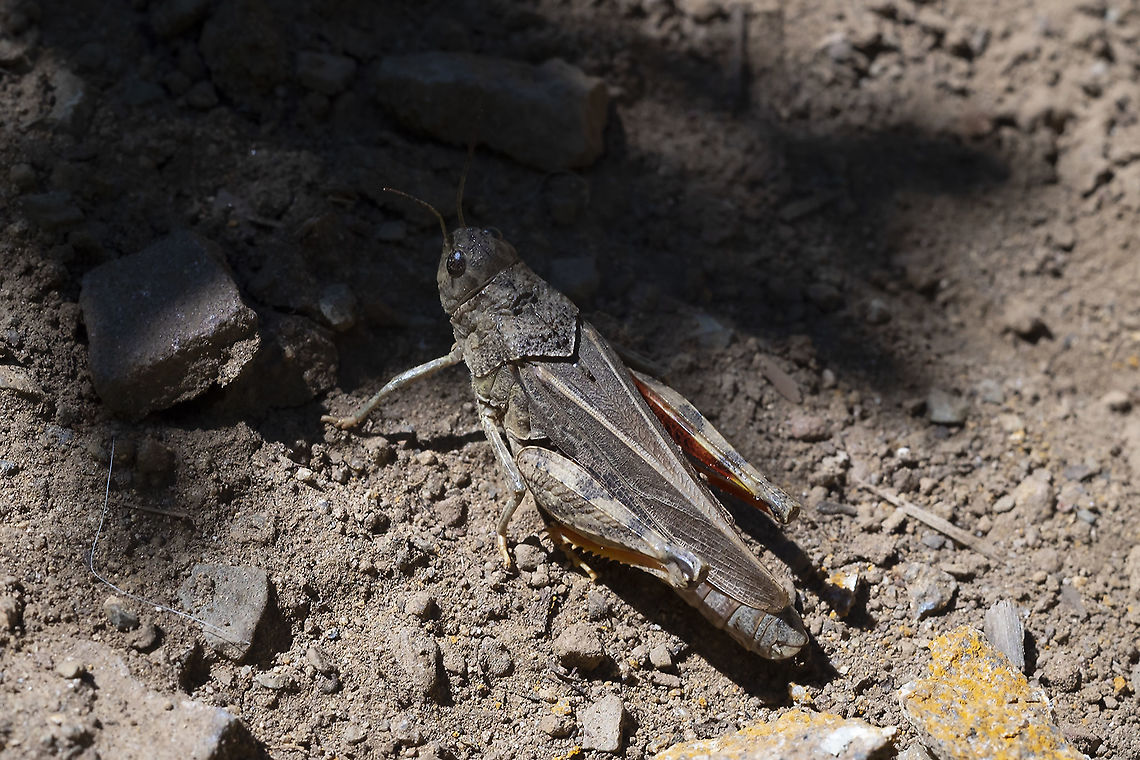Red-shanked grasshopper Not noisy when flying.  Geotagged,Spring,United States,Xanthippus corallipes
