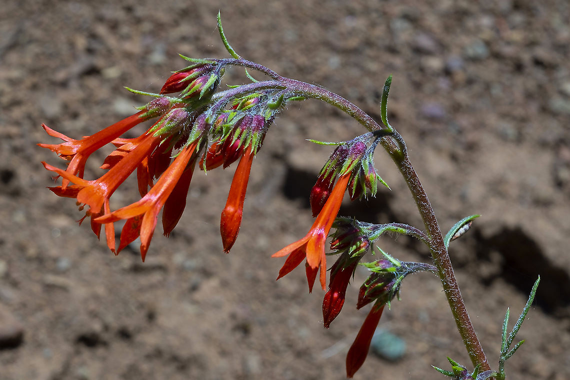 scarlet gilia aka firecracker flower or skyrocket Geotagged,Ipomopsis aggregata,Spring,United States