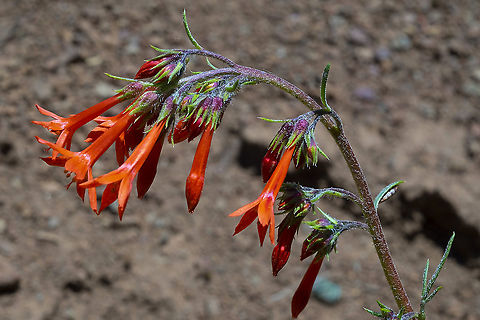 scarlet gilia aka firecracker flower or skyrocket Geotagged,Ipomopsis aggregata,Spring,United States