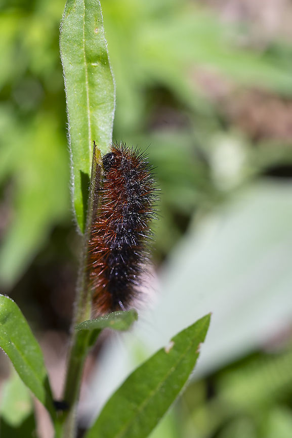 Ornate tiger moth caterpillar ornate tiger moth caterpillar<br />
a fairly unassuming wooly-bear type caterpillar, but will turn into a pretty stunning orange and black spotted moth Geotagged,Grammia ornata,Ornate tiger moth,Spring,United States