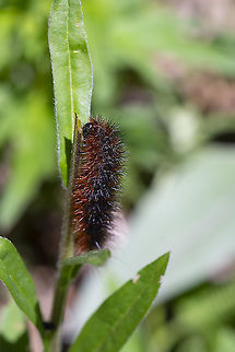 Ornate tiger moth caterpillar ornate tiger moth caterpillar
a fairly unassuming wooly-bear type caterpillar, but will turn into a pretty stunning orange and black spotted moth Geotagged,Grammia ornata,Ornate tiger moth,Spring,United States