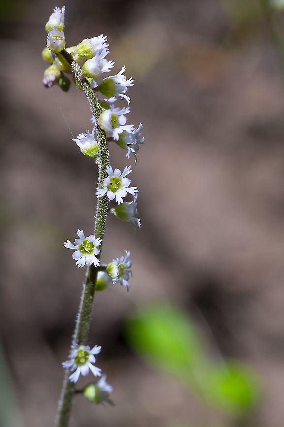 three-toothed mitrewort recently (I think) renamed - Ozomelis trifida Geotagged,Mitella trifida,Ozomelis trifida,Spring,United States