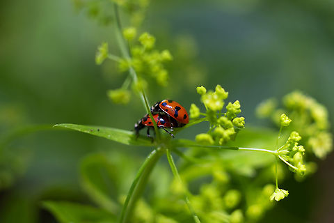 Casey's ladybirds making more little ladybirds..  Casey's lady beetle,Geotagged,Hippodamia caseyi,Spring,United States