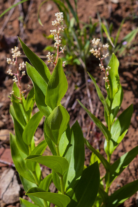 Large false Solomon's seal false lily of the valley Feathery false lily of the valley,Geotagged,Maianthemum racemosum,Spring,United States