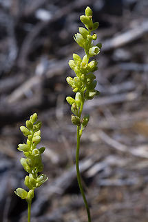 Round-leafed alum root Heuchera cylindrica
lava alumroot, poker alumroot, roundleaf alumroot Geotagged,Heuchera cylindrica,Poker alumroot,Spring,United States