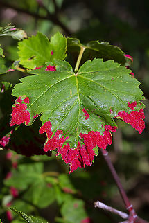Maple leaf gall Impressively bright red, tiny galls, giving the appearance of a velvety covering on the ends of maple leaves. Well known and distinct enough to ID! Aceria calaceris,Geotagged,Maple Erineum Mite,Spring,United States
