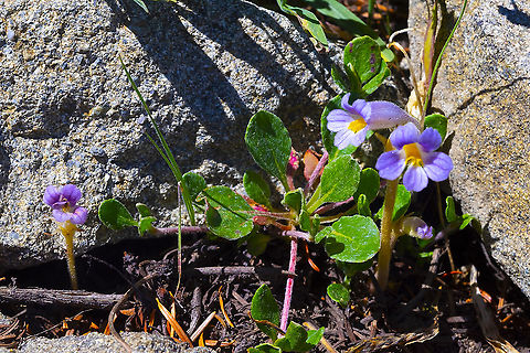 Aphyllon purpureum recent name changes...  Aphyllon uniflorum,Geotagged,One-Flowered Cancer Root,Orobanche uniflora,Spring,United States