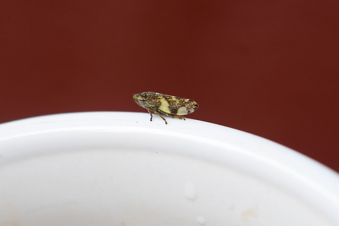 Spittlebug visiting with my husband&#039;s cup of tea...  Geotagged,Meadow Froghopper,Philaenus spumarius,Spring,United States