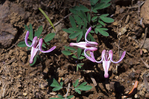 Steer's heads fleeting, tiny and hard to find - people do certain hikes out here just to see these little guys. They are related to bleeding hearts, but are much smaller grow in rocky soil near mountain tops and bloom just after the snow melts (look in the most soil near any little remains of snowbanks to find them). Their dusky pink color often blends in, rather than stands out from the bare soil that they prefer, and even the sharp eyed can walk right by them. I even spotted some that I did not see on my way up the trail, on my way back down, in a place where I actually expected them - they hide well.. Dicentra uniflora,Geotagged,Spring,United States