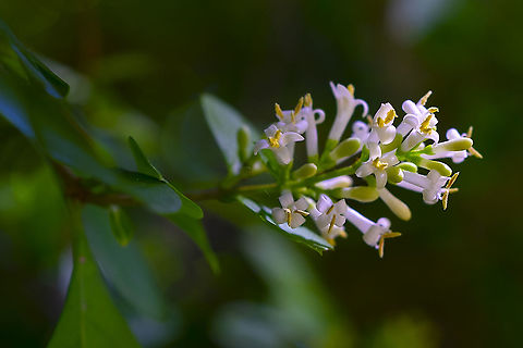 Korean privet also known as California privet, even though it's non-native to California...  Geotagged,Ligustrum ovalifolium,Spring,United States