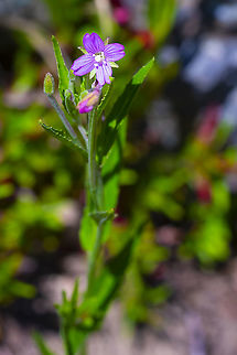 Little willow herb  Epilobium minutum,Geotagged,Little willowherb,Spring,United States