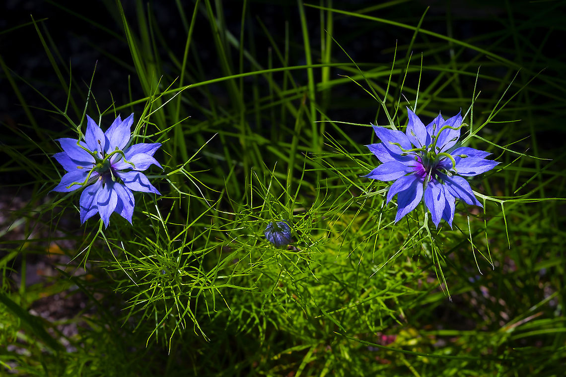 Love-in-a-mist self seeded into sidewalk cracks :) Geotagged,Love-in-a-mist,Nigella damascena,Spring,United States