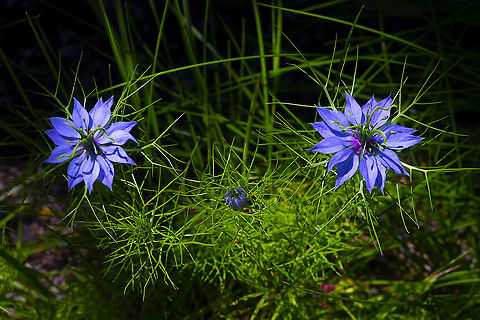 Love-in-a-mist self seeded into sidewalk cracks :) Geotagged,Love-in-a-mist,Nigella damascena,Spring,United States