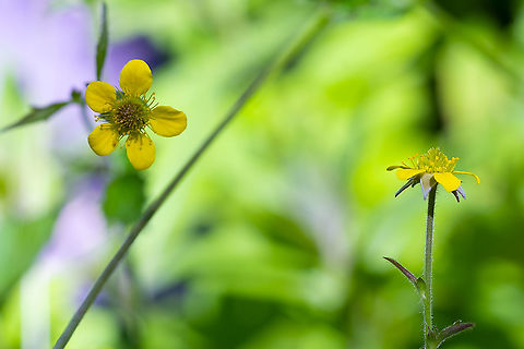 herb Bennet  Geotagged,Geum urbanum,Spring,United States,Wood avens