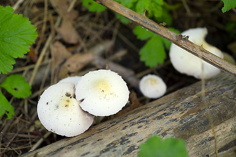 Spring fruiting white mushrooms I'm going to have to see if I can get my mushroom key working again... several OS updates and it no longer opens. Geotagged,Spring,United States