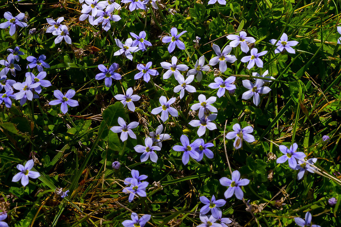 Blue star creeper I&#039;ve been trying to get this to grow in my lawn ;)- it&#039;s much prettier than grass.  Geotagged,Isotoma fluviatilis,Spring,Swamp isotome,United States