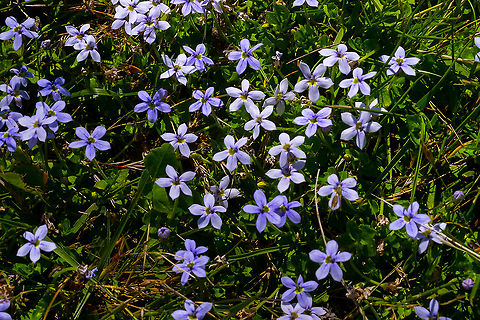 Blue star creeper I've been trying to get this to grow in my lawn ;)- it's much prettier than grass.  Geotagged,Isotoma fluviatilis,Spring,Swamp isotome,United States