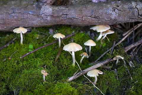 possible Agrocybe sp. drab colors and cracked caps typical of the genus Geotagged,Spring,United States