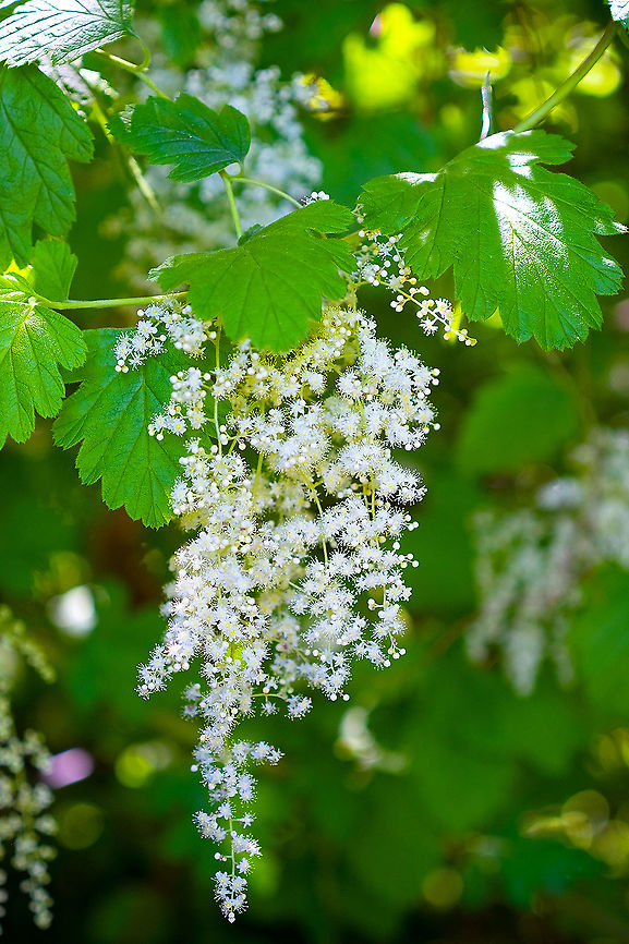 Oceanspray  Geotagged,Holodiscus discolor,Ocean spray,Spring,United States