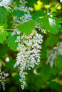 Oceanspray  Geotagged,Holodiscus discolor,Ocean spray,Spring,United States