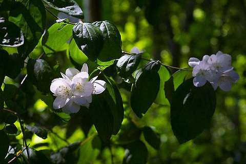 Lewis's mock orange  Geotagged,Lewis's mock orange,Philadelphus lewisii,Spring,United States