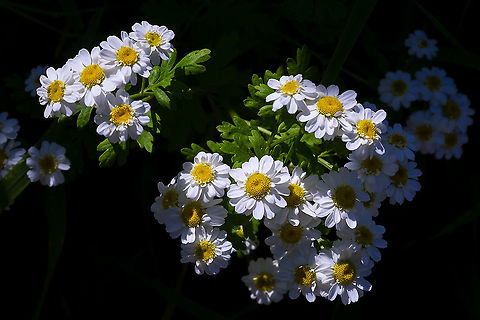 feverfew  Feverfew,Geotagged,Spring,Tanacetum parthenium,United States